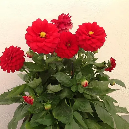 Pansion Zaharoula Pensjonat Fira (Santorini)