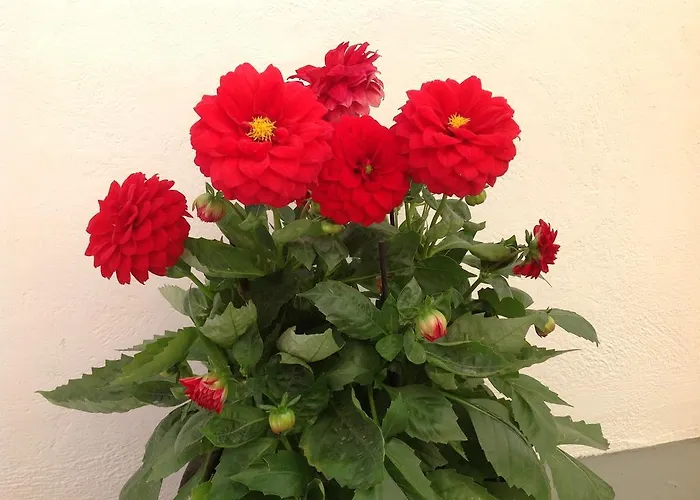 Pansion Zaharoula Guest house Fira (Santorini)